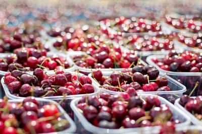 fruit ornamental trees shrubs production in Poland