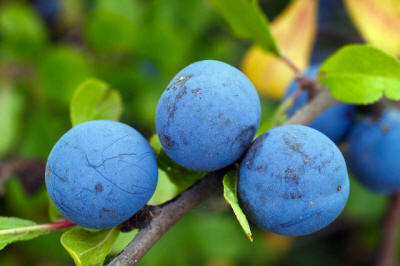 fruit ornamental trees shrubs production in Poland