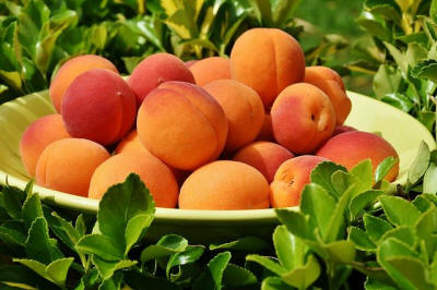 fruit ornamental trees shrubs production in Poland