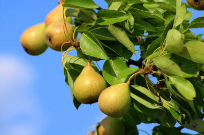 fruit ornamental trees shrubs production in Poland