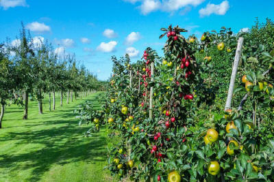 fruit ornamental trees shrubs production in Poland