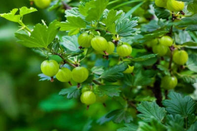 fruit ornamental trees shrubs production in Poland