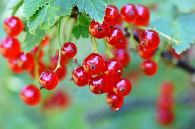 fruit ornamental trees shrubs production in Poland