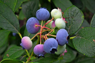 fruit ornamental trees shrubs production in Poland