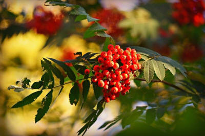 fruit ornamental trees shrubs production in Poland