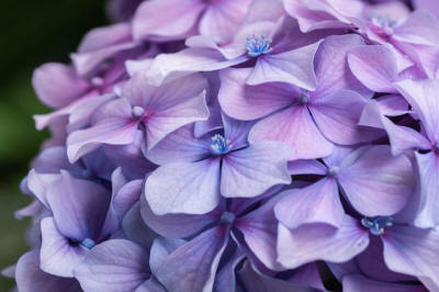 fruit ornamental trees shrubs production in Poland