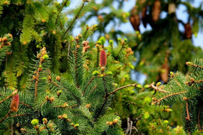 fruit ornamental trees shrubs production in Poland
