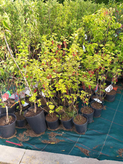 fruit ornamental trees shrubs production in Poland
