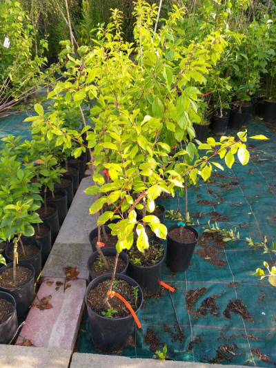 fruit ornamental trees shrubs production in Poland
