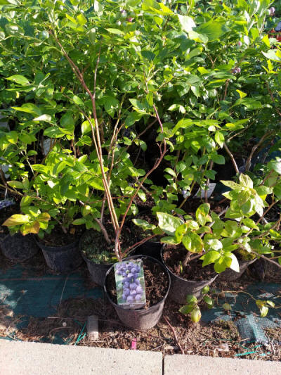 fruit ornamental trees shrubs production in Poland
