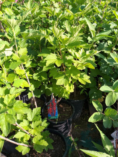 fruit ornamental trees shrubs production in Poland