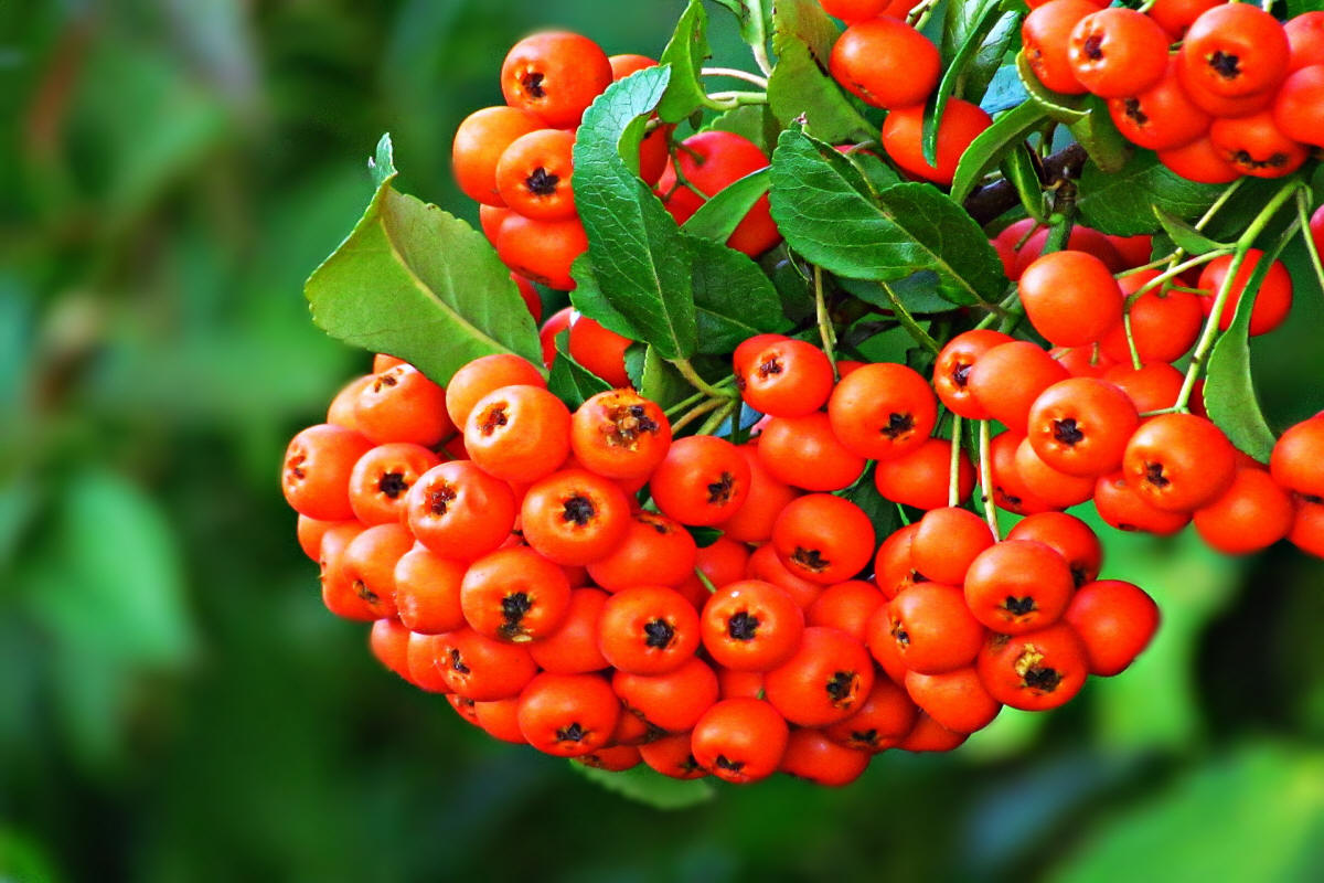 fruit ornamental trees shrubs production in Poland