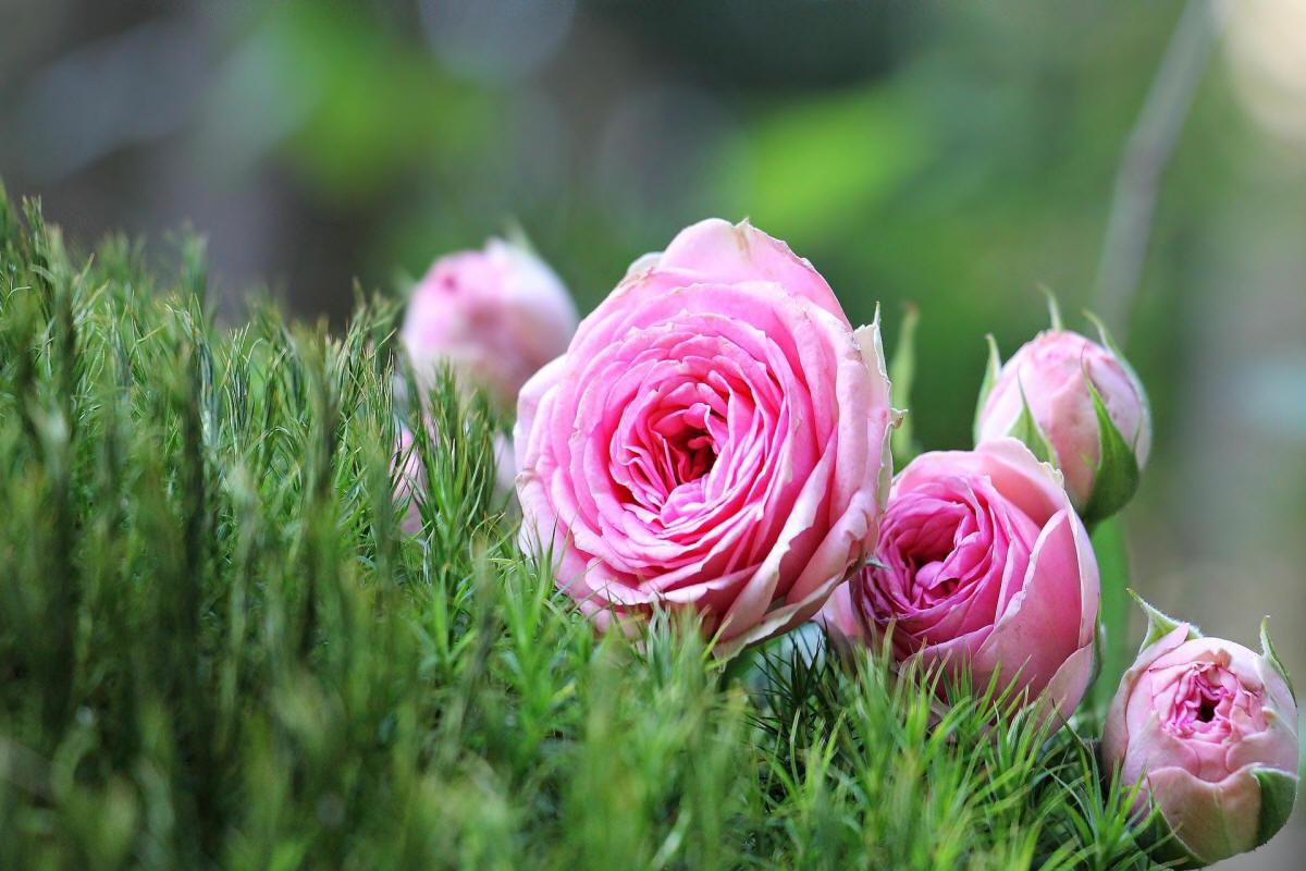 fruit ornamental trees shrubs production in Poland