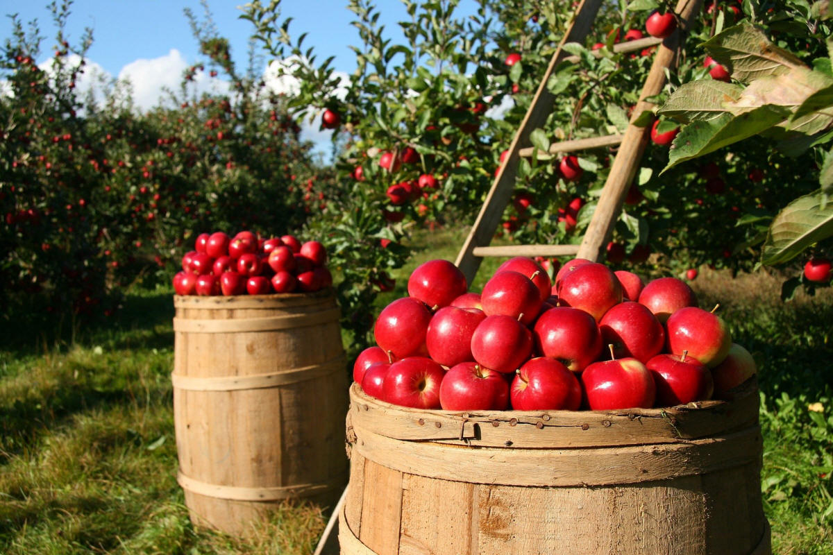 fruit ornamental trees shrubs production in Poland