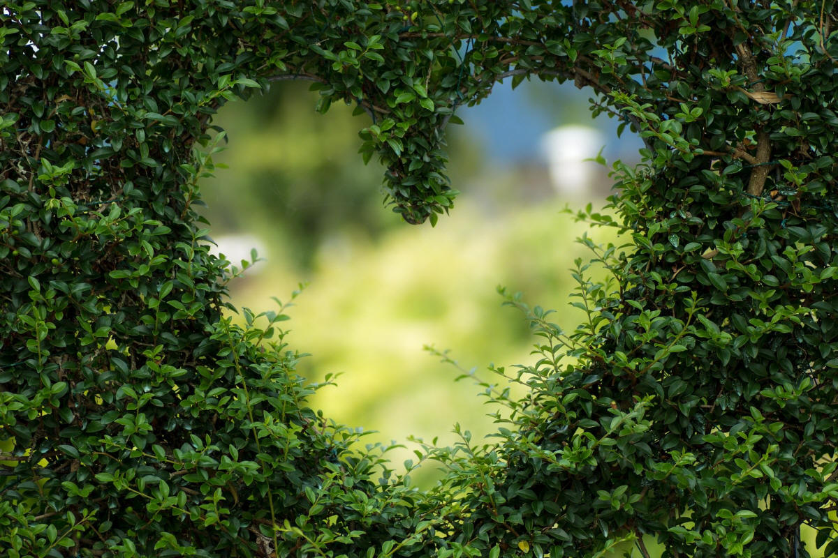 fruit ornamental trees shrubs production in Poland