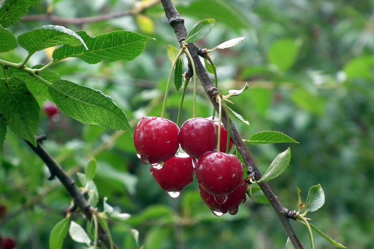 fruit ornamental trees shrubs production in Poland